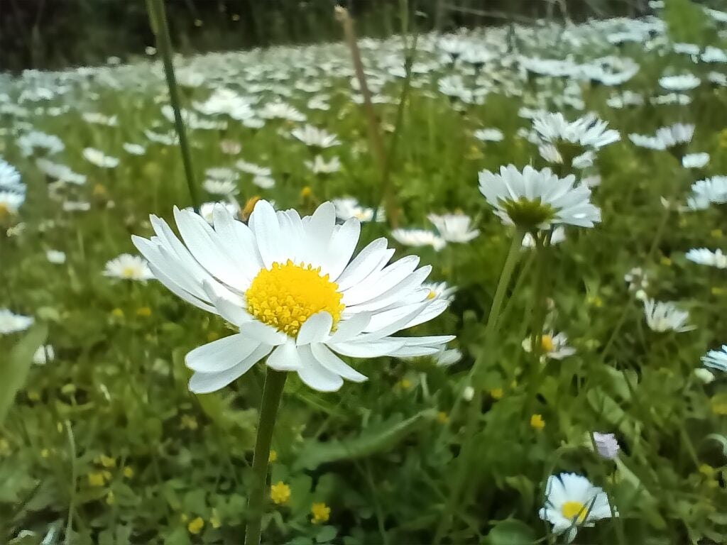 Real capture, macro: daisy close-up